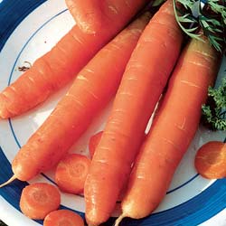 Touchon race Carbo Carrot seeds